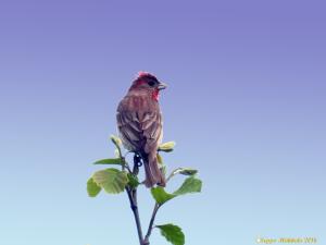 Punavarpunen  Ratapiha, Kemi 14.6.2016  Seppo Mäkitalo